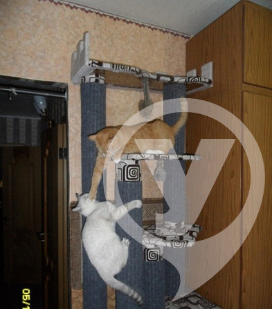 Когтеточки для Вашей кошки Ufa - photo 4